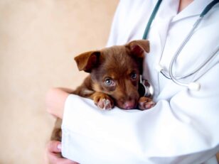 vet examines a puppy in the hospital.